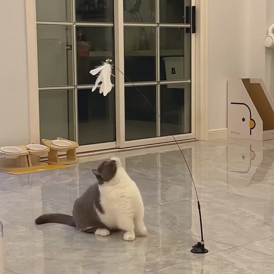 Gray-and-white cat standing to swat the Rebound Bird Cat Toy